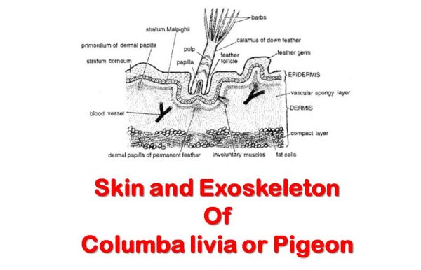 Skin And Exoskeleton Of Columba Livia Pigeon Diagram Swarborno