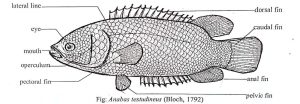 Anabas testudineus – Diagram, Habit & Habitat, Characters- Climbing ...