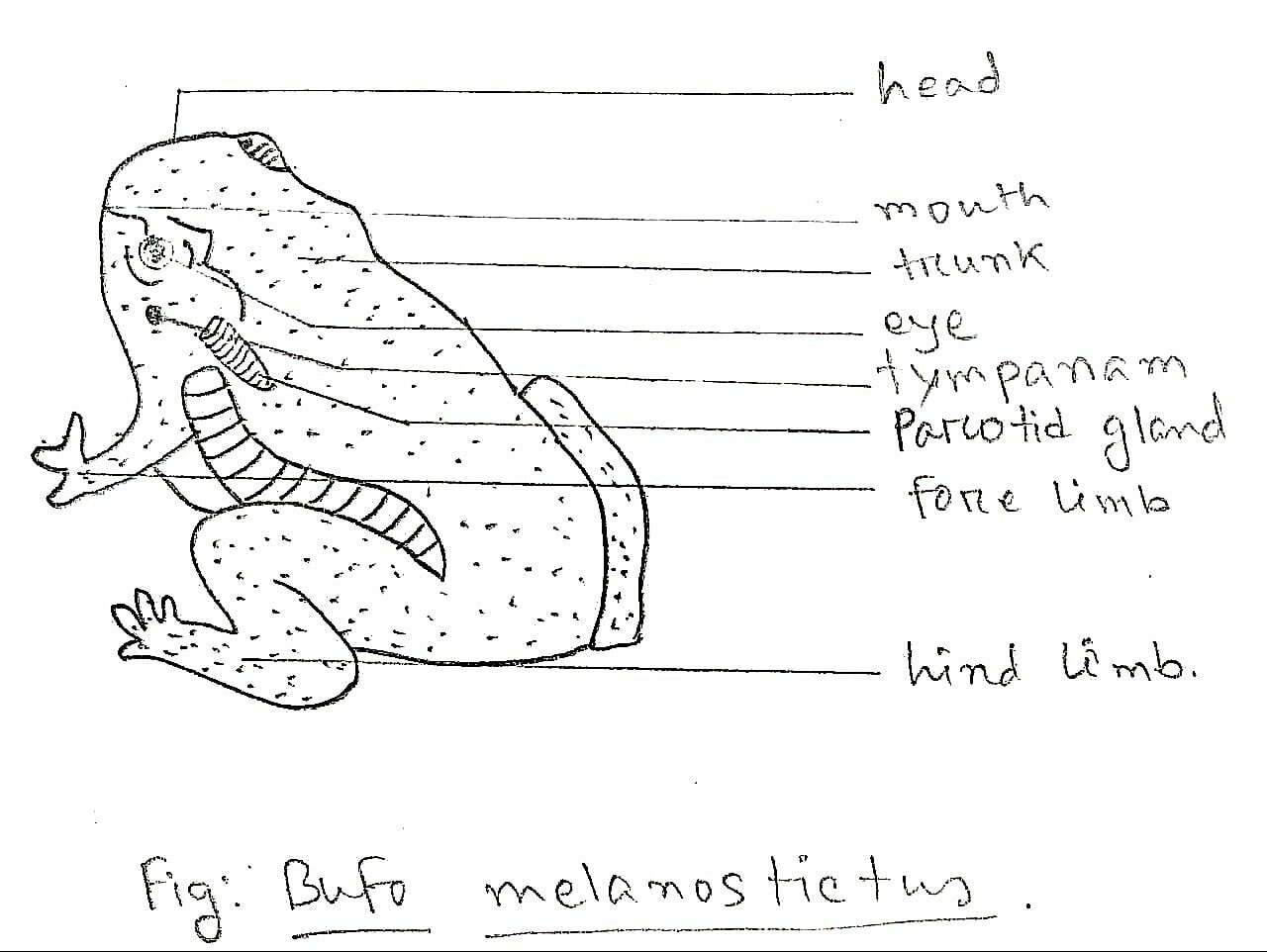 diagram of Duttaphrynus melanostictus - asian common toad