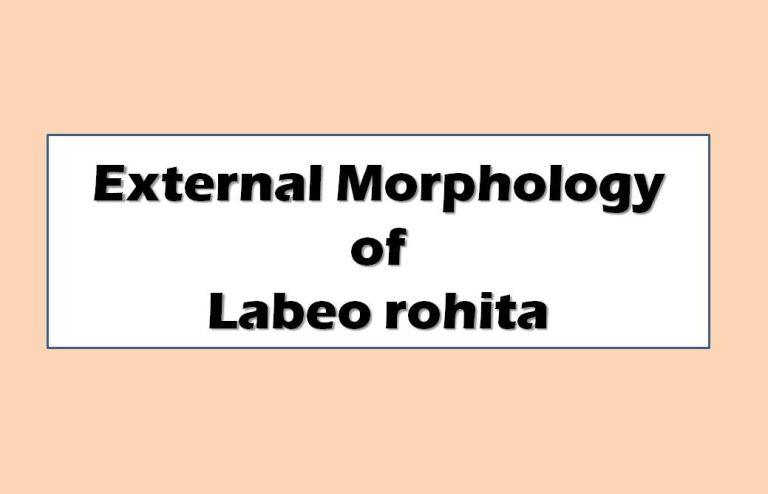 External Morphology of Labeo Rohita