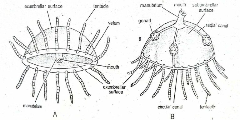 Obelia - Habitat, Colony Structure, Reproduction, Life Cycle - Swarborno