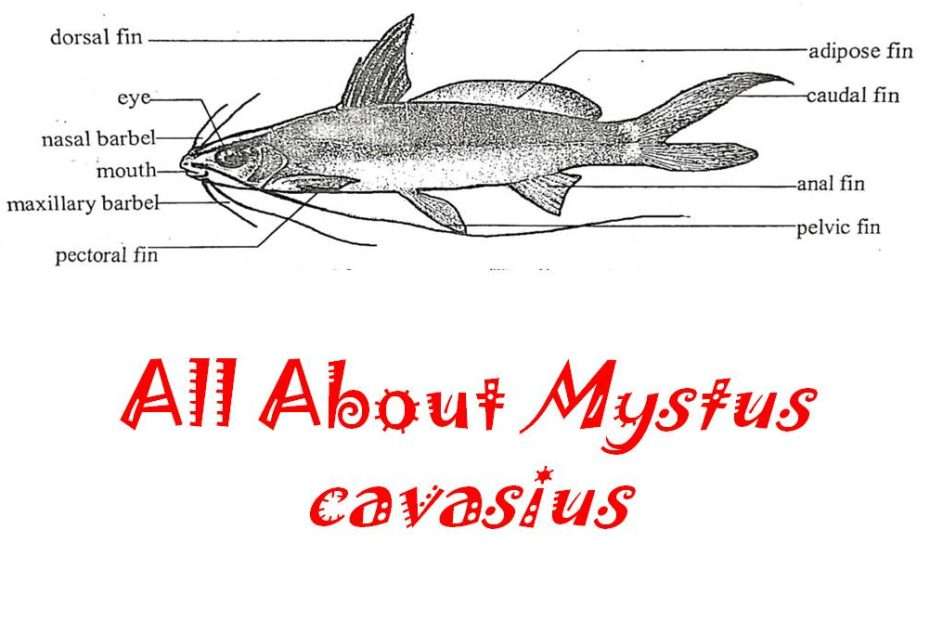 Mystus cavasius diagram characters