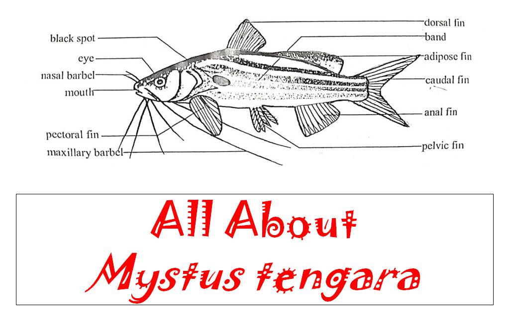 Mystus tengara diagram