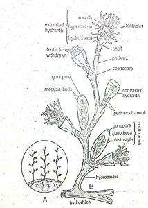 Obelia - Habitat, Colony Structure, Reproduction, Life Cycle - Swarborno