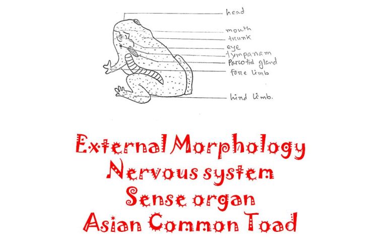 asian common toad morphology, nervous system, sense organ