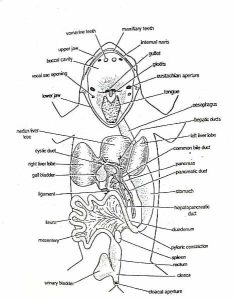 Digestive system of Frog with Diagram - Swarborno