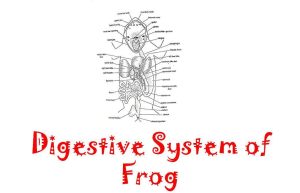 digestive system of frog