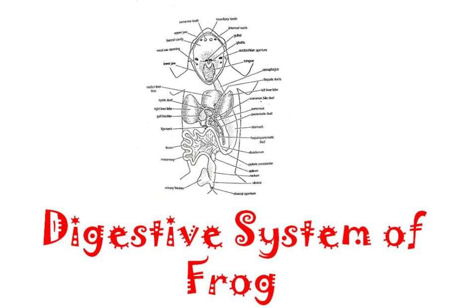 digestive system of frog
