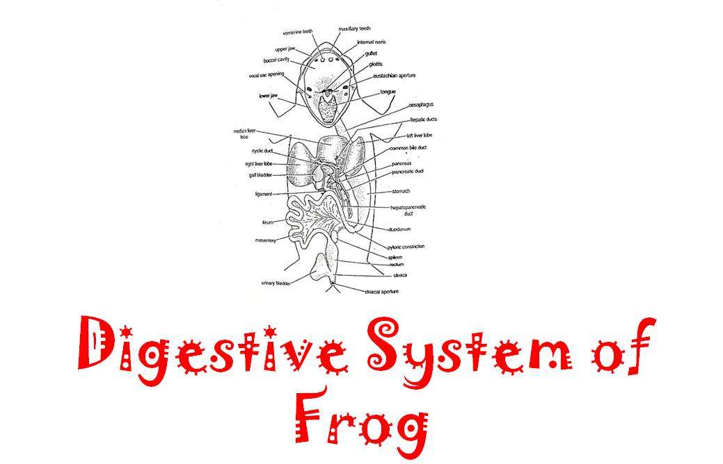 digestive system of a frog