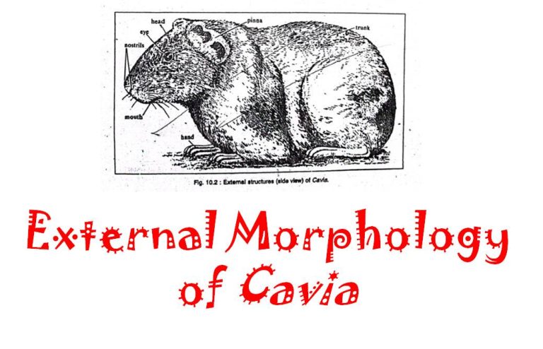 external morphology of Cavia porcellus