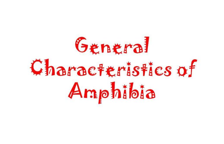 general characteristics of amphibia