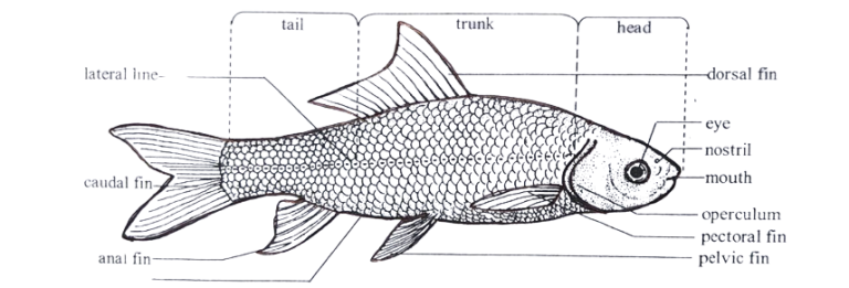 External Morphology of Labeo rohita | Rohu | Diagram