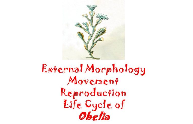 obelia geniculata