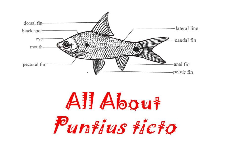 Puntius ticto diagram