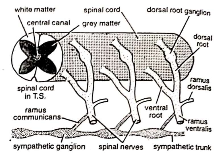 spinal cord of toads