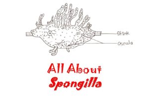 spongilla