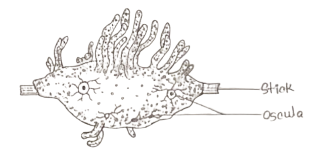 spongilla labeled diagram