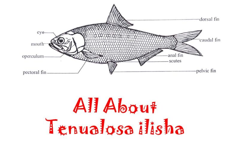 tenualosa ilisha