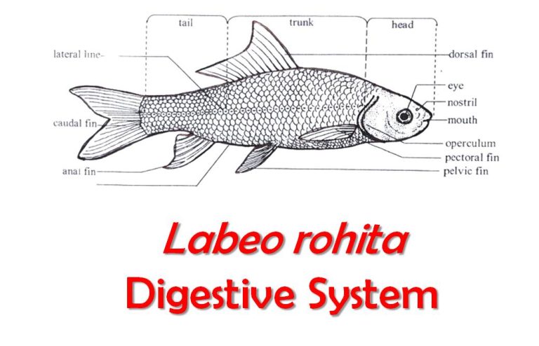 digestive system of labeo rohita