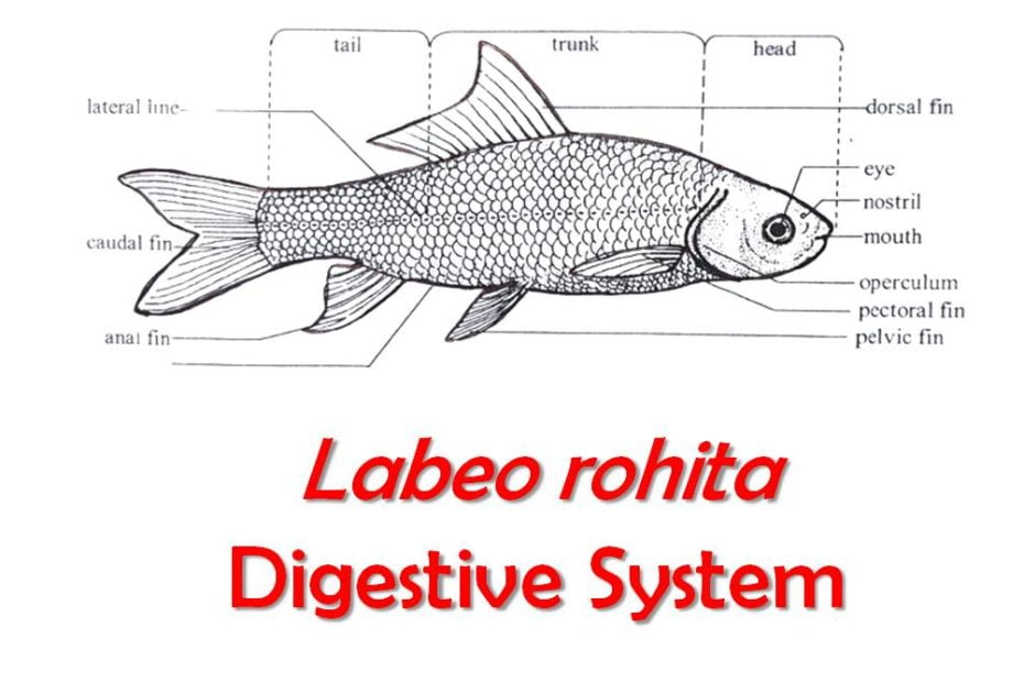 digestive system of labeo rohita