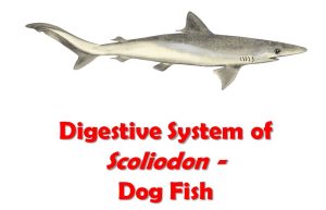digestive system of scoliodon