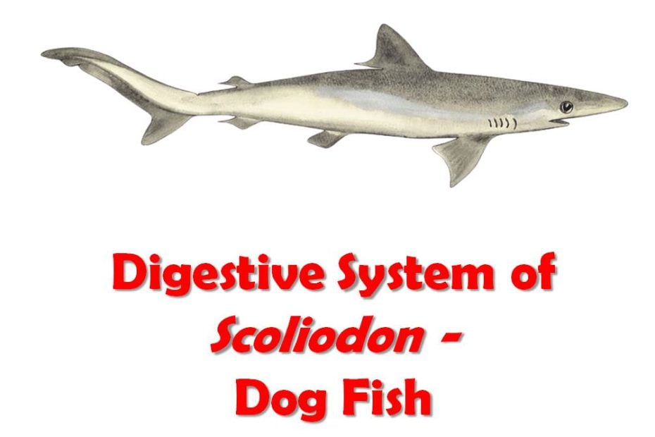 digestive system of scoliodon
