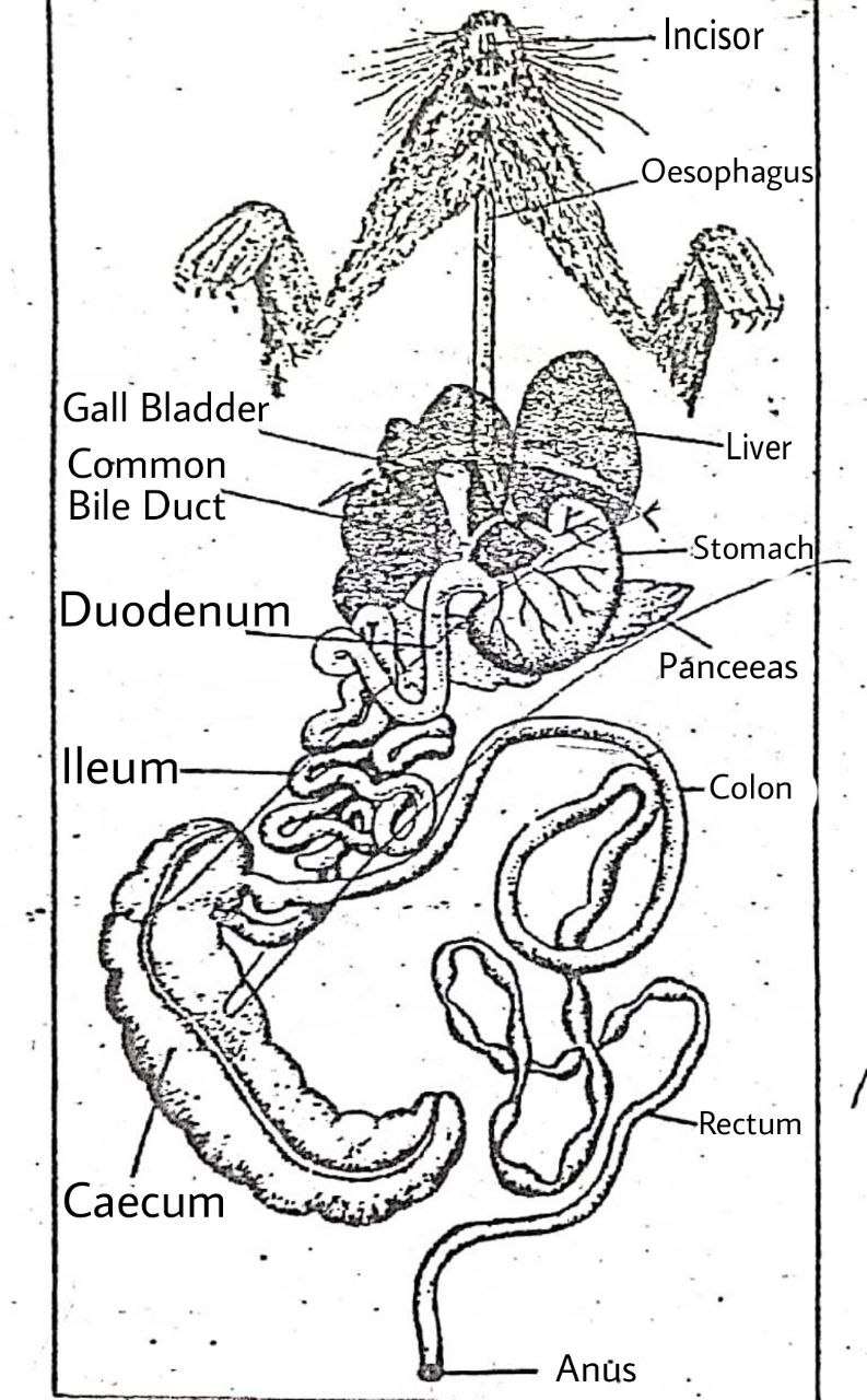 Digestive System of Guinea Pig | Cavia porcellus | Diagram