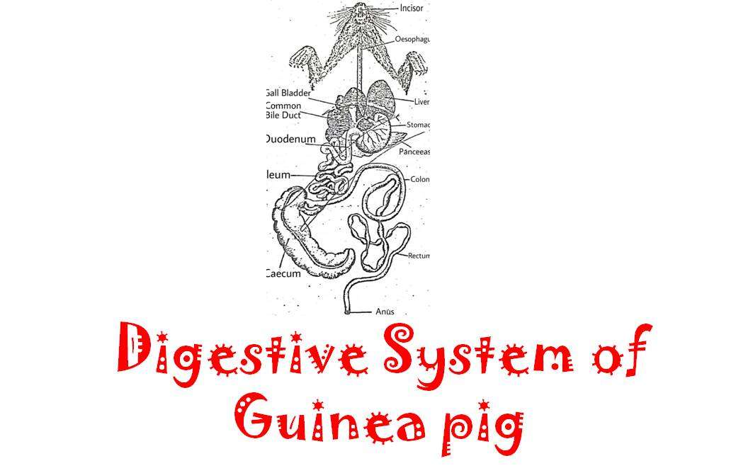 digestive system of the guinea pig - Cavia porcellus