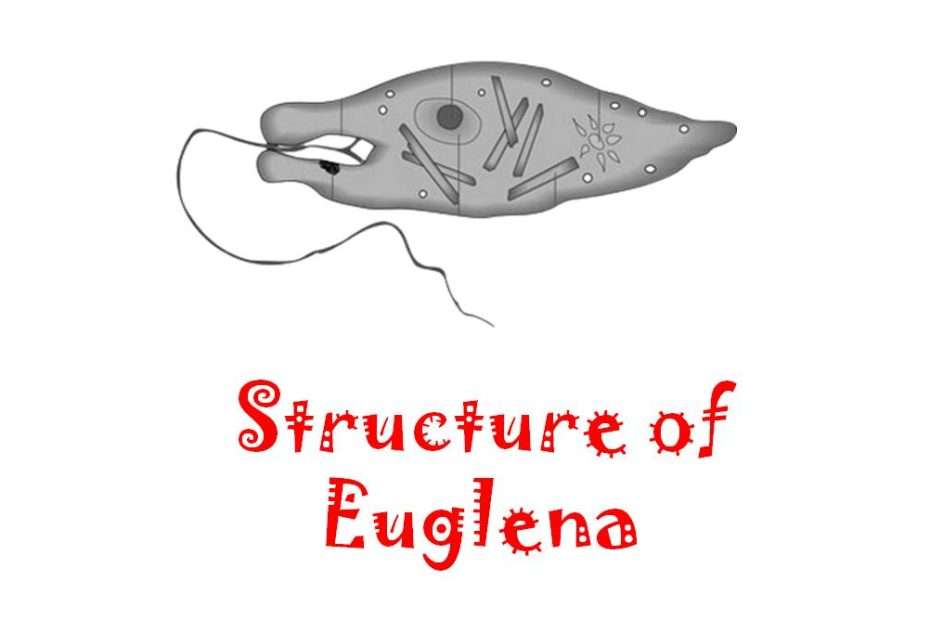 Structure of Euglena