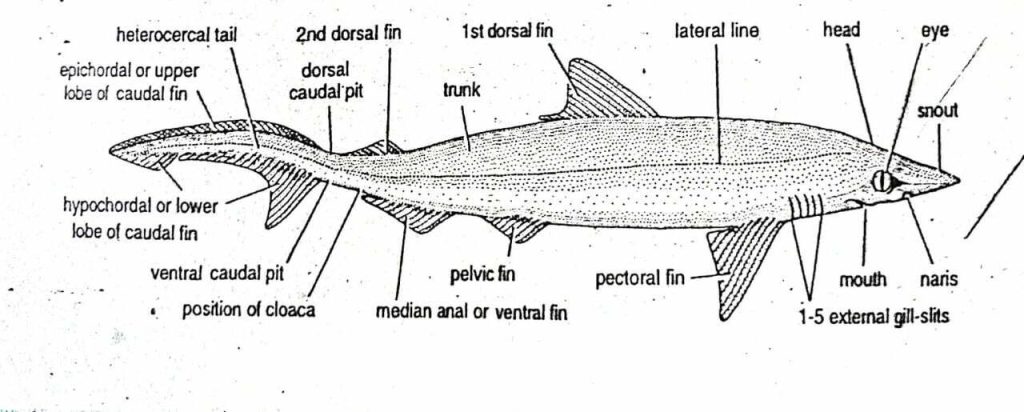 external morphology of scoliodon - dog fish
