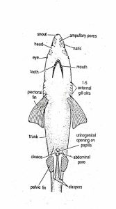 External Morphology of Scoliodon with Diagram | Dog fish