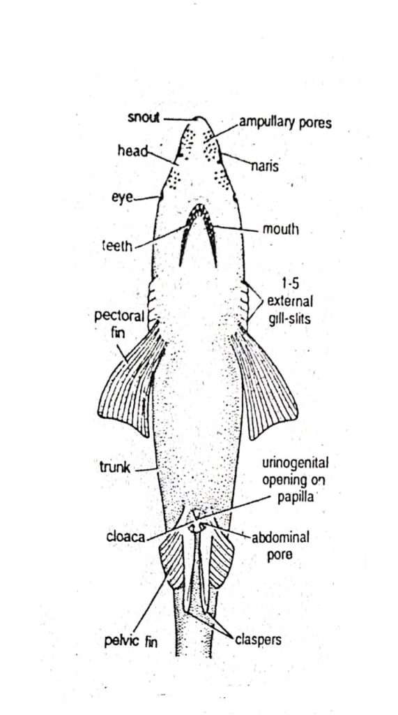 external morphology of scoliodon - dog fish