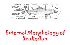 external morphology of scoliodon - dog fish