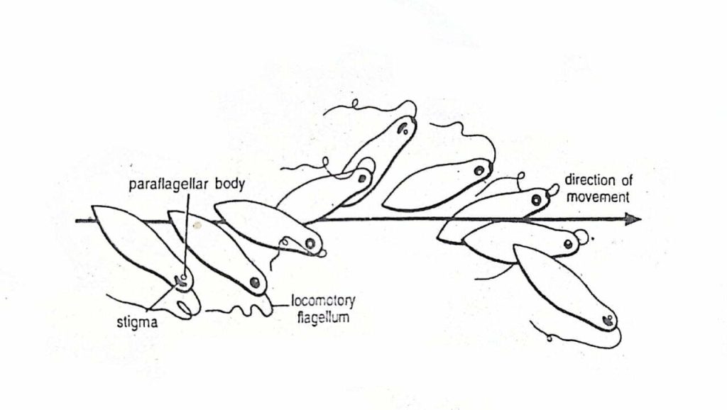 flagellar locomotion of Euglena