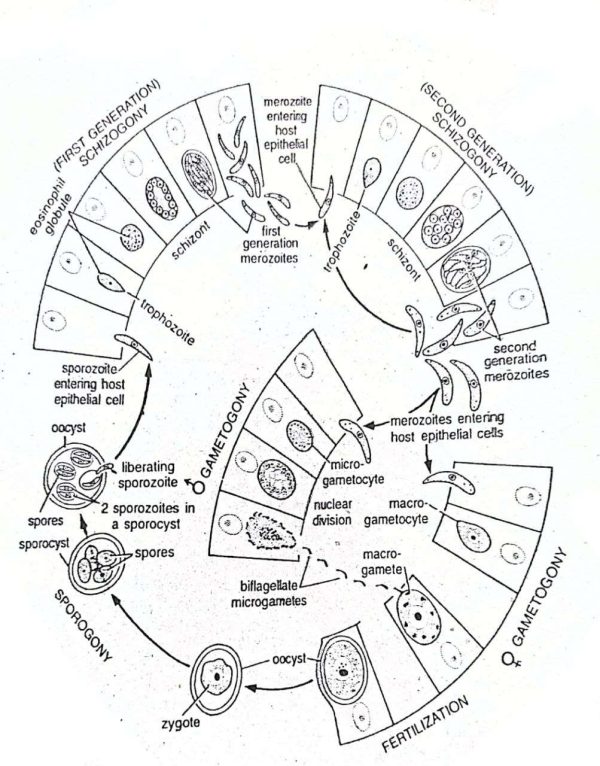 Life Cycle of Eimeria tenella With Diagram Swarborno