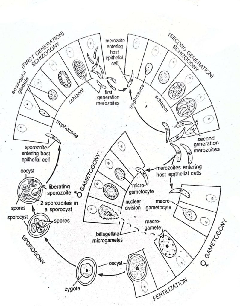 life cycle of Eimeria tenella