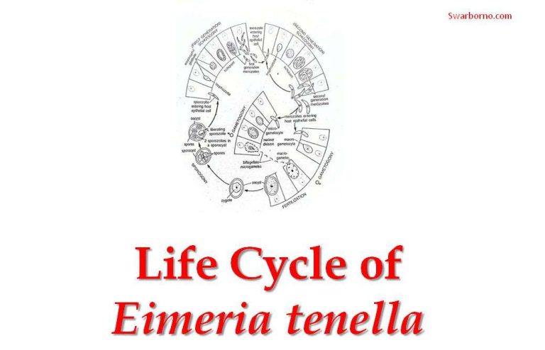 life cycle of eimeria tenella