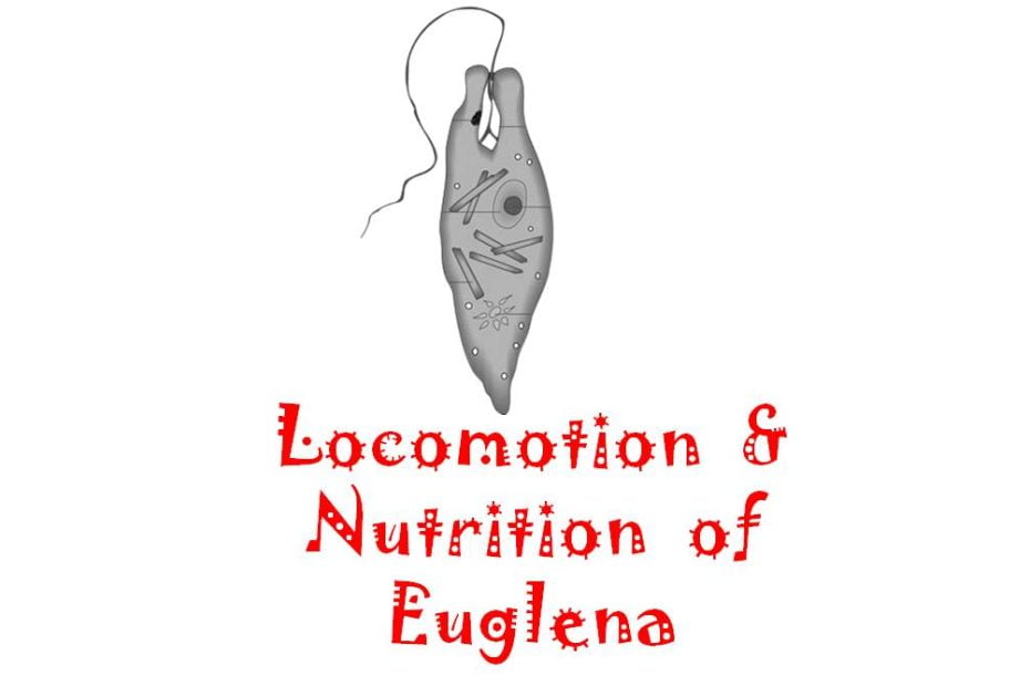 locomotion of euglena and nutrition of euglena