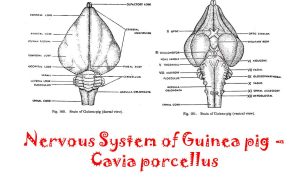 nervous system of cavia-guinea pig