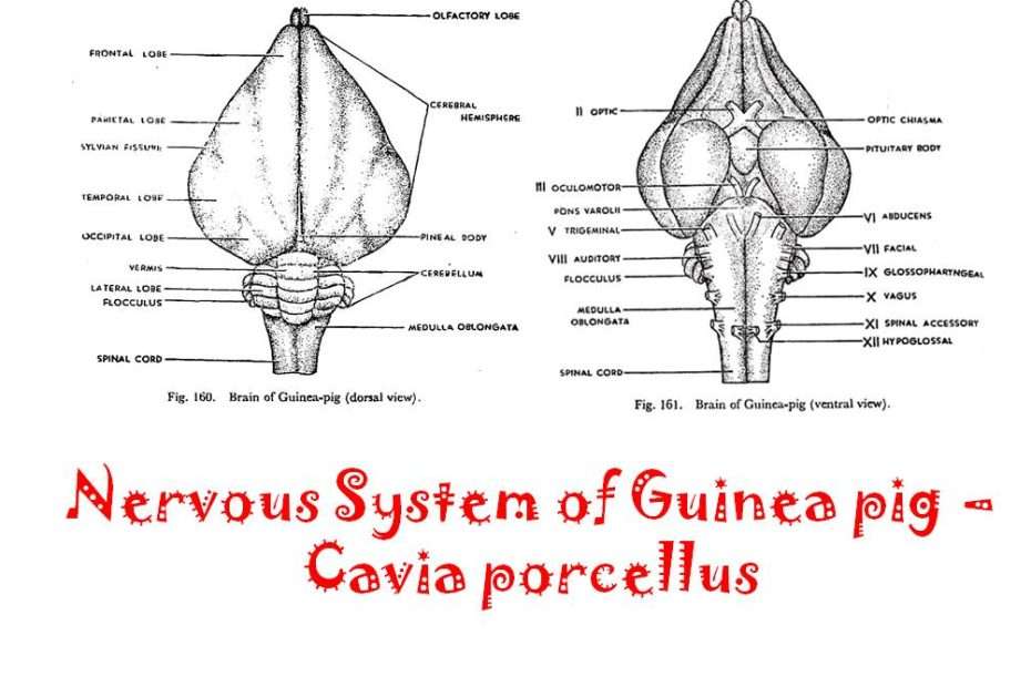 nervous system of cavia-guinea pig