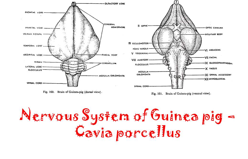 nervous system of cavia-guinea pig