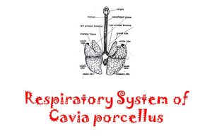 respiratory system of cavia