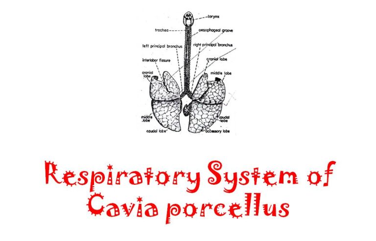 respiratory system of cavia