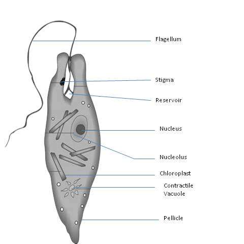 structure of Euglena