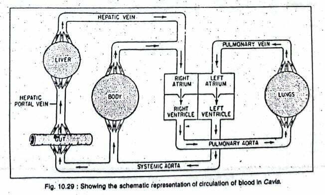 blood vascular system of cavia