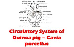 Circulatory System of Cavia porcellus | Diagram | Guinea pig