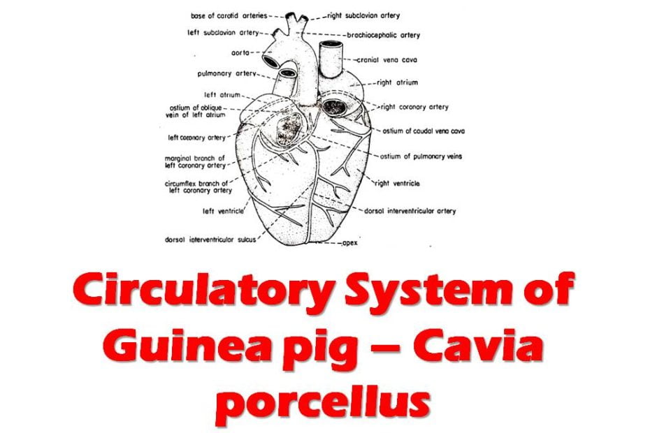 circulatory system of cavia porcellus