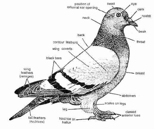 external morphology of Columba livia pigeon
