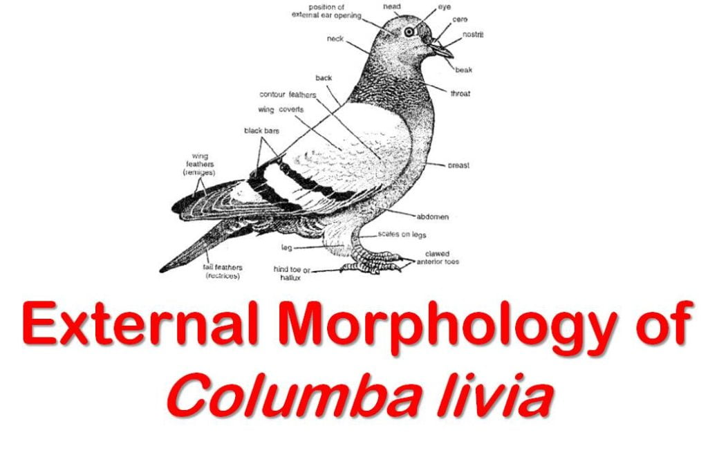 external morphology of columba livia