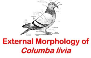 external morphology of columba livia